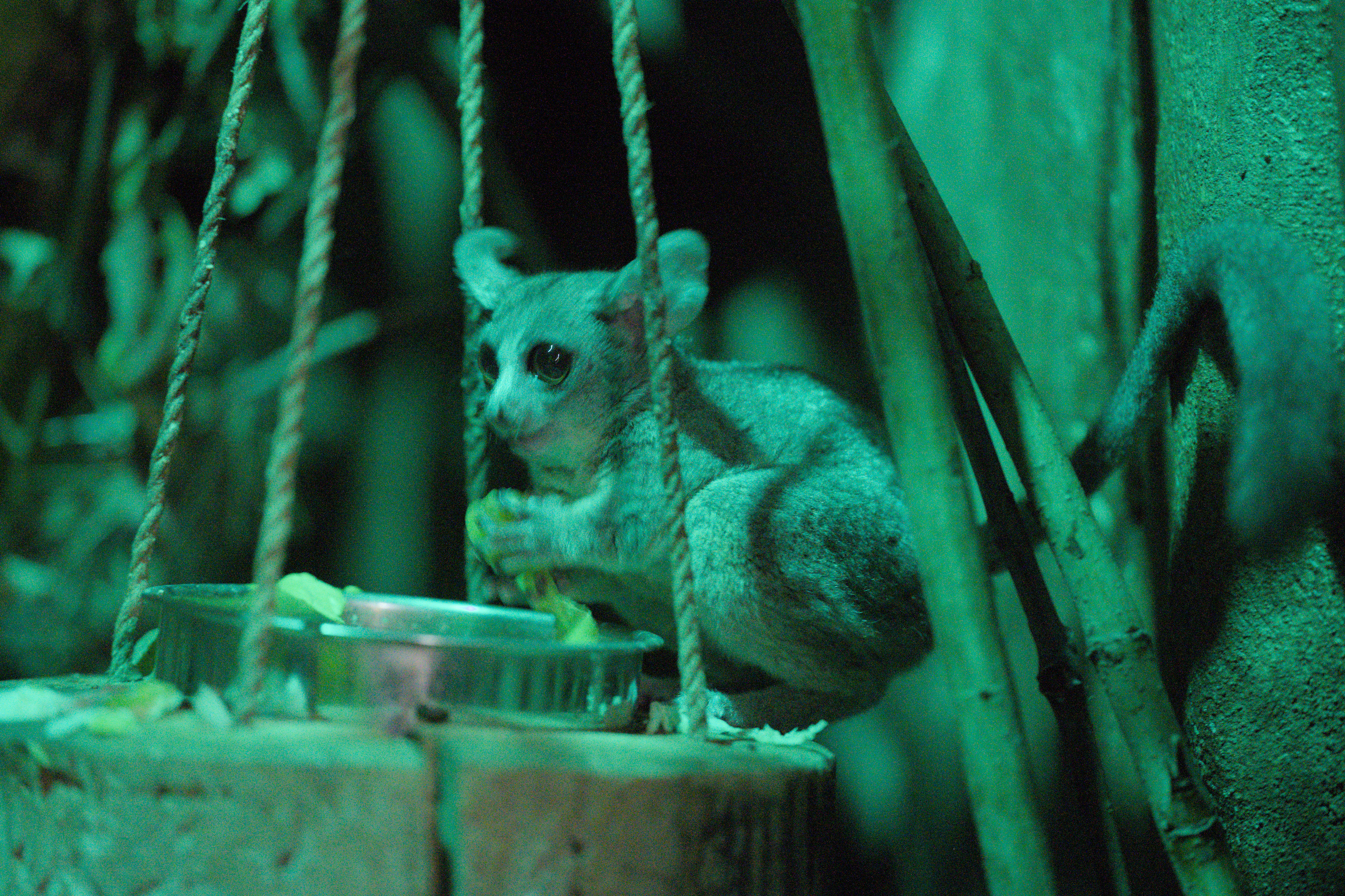 2025/10/12 - zoo/DSC_0294.jpg